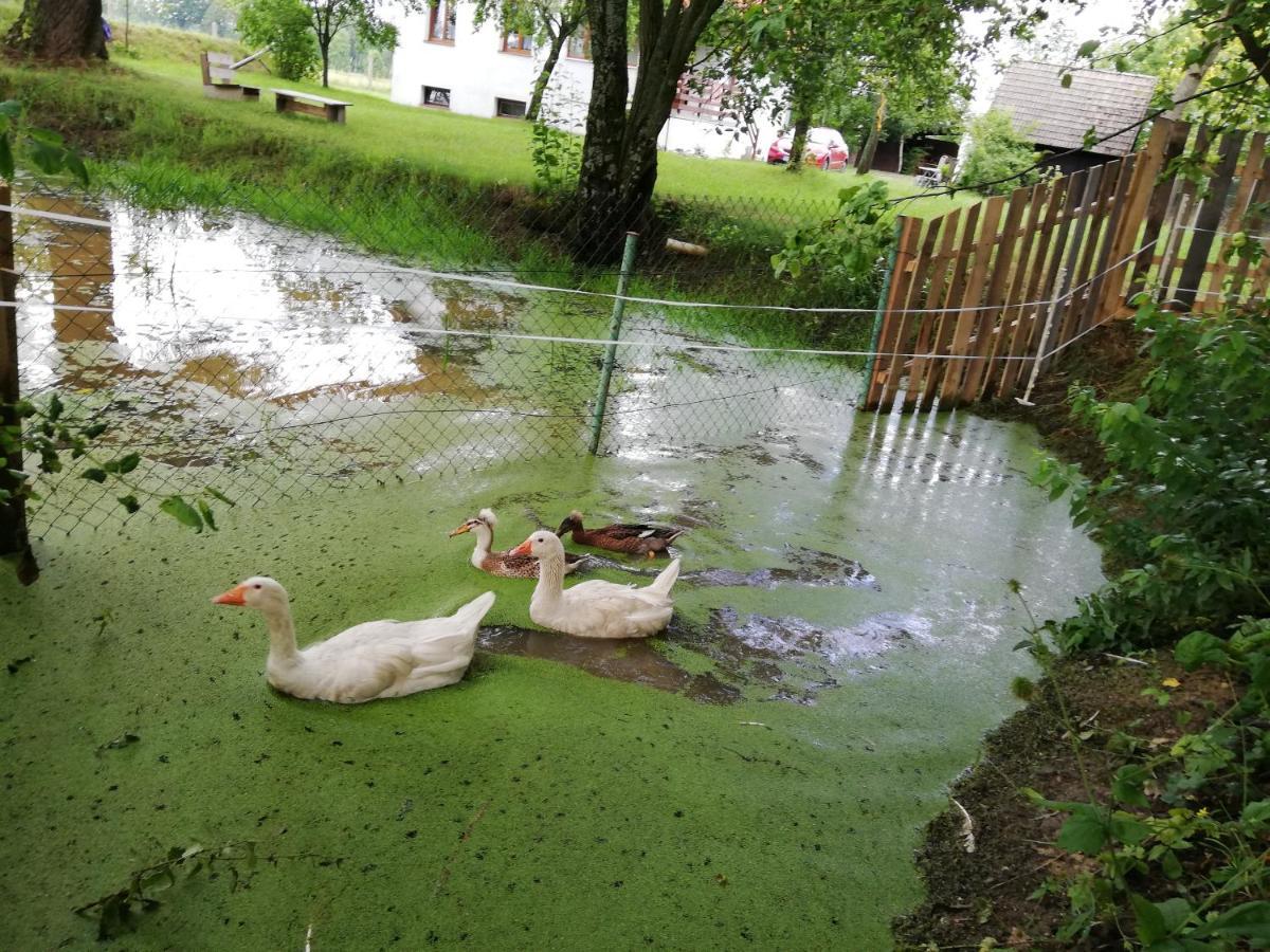 Ubytovani Se Zviratky Jílovice Buitenkant foto